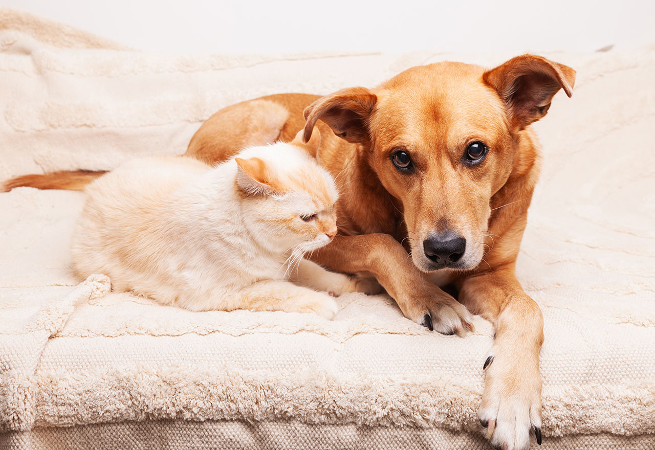 Hund und Katze liegen entspannt nebeneinander im kühlen Wohnzimmer
